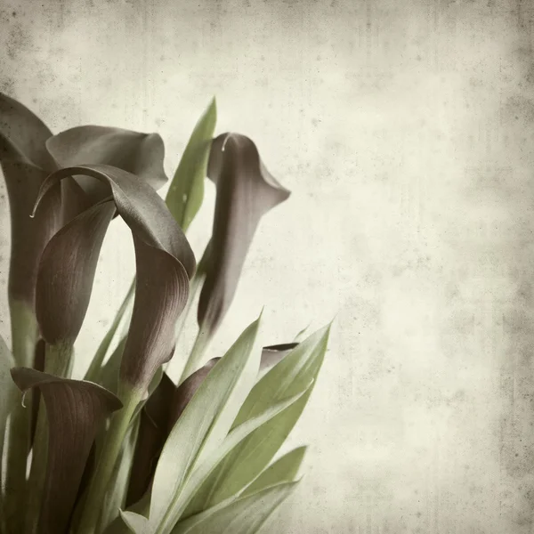 Textured old paper background with darl purple calla lilies — Stock Photo, Image