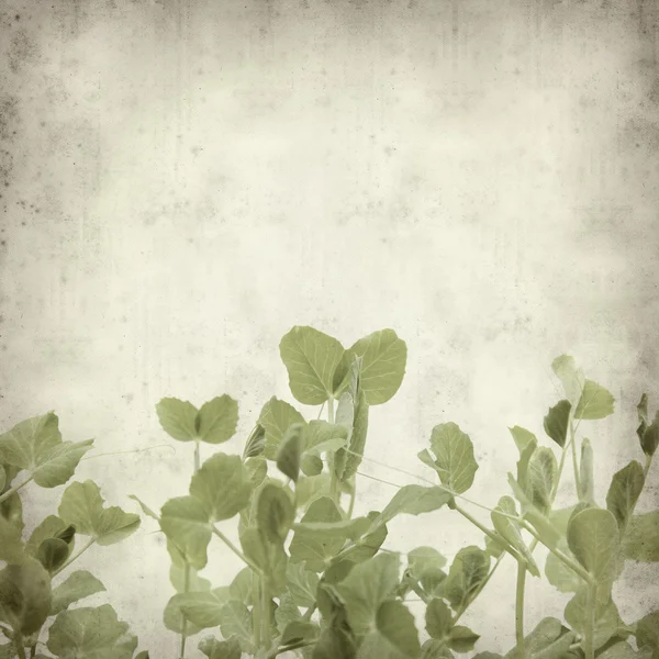 带纹理的旧纸张背景与年轻豌豆植物水平 b — 图库照片