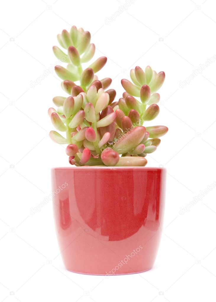 Small sedum (stonecrop) plant in pot, isolated on white background