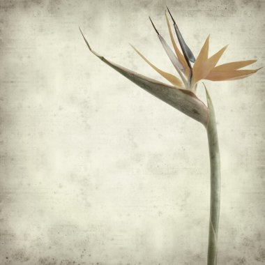 Textured old paper background with Bird of paradise flower (Stre clipart