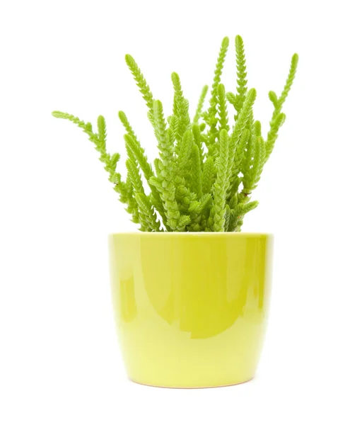 Küçük yeşil sulu pot-beyaz arka plan üzerinde izole bitki sarı bir tencerede — Stok fotoğraf