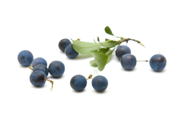 Prunus spinosa (slån), slånbär, spridda bär isolerad på vit bakgrund — Stockfoto