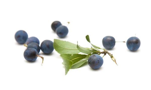 Prunus spinosa (Schlehen; Schlehen) vereinzelte Beeren auf weißem Hintergrund — Stockfoto