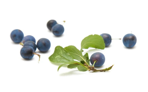 Prunus spinosa (slån), slånbär, spridda bär isolerad på vit bakgrund — Stockfoto