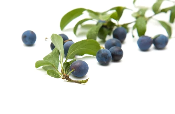 Prunus spinosa (Schlehen; Schlehen) vereinzelte Beeren auf weißem Hintergrund — Stockfoto