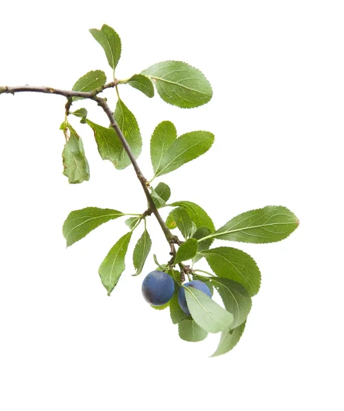 Prunus spinosa (blackthorn; sloe) pequeno ramo com bagas isoladas sobre fundo branco — Fotografia de Stock