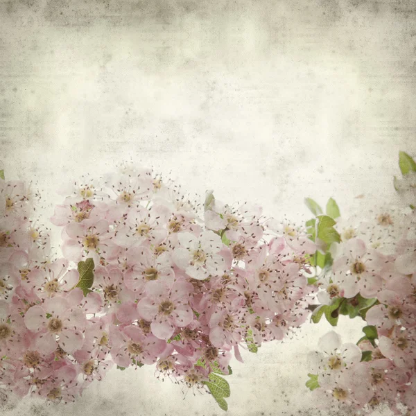 Textured old paper background with hawthorn flowers — Stock Photo, Image