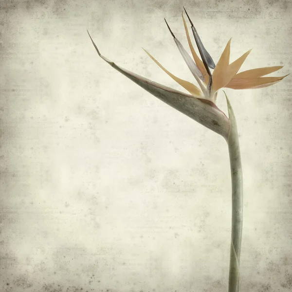 stock image Textured old paper background with Bird of paradise flower (Stre