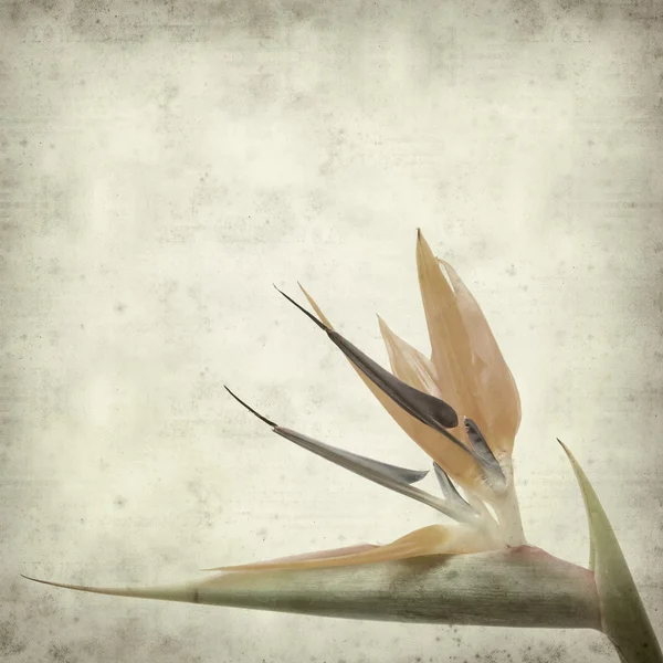 Текстурированный старый бумажный фон с цветком райской птицы (Stre — стоковое фото