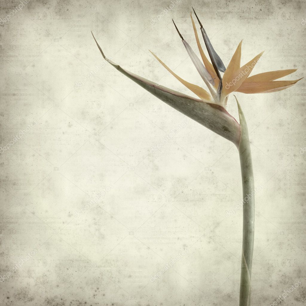 Textured old paper background with Bird of paradise flower (Stre