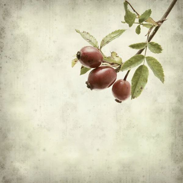 Textured old paper background with autumnal ripe red rosehip fr — Stock Photo, Image