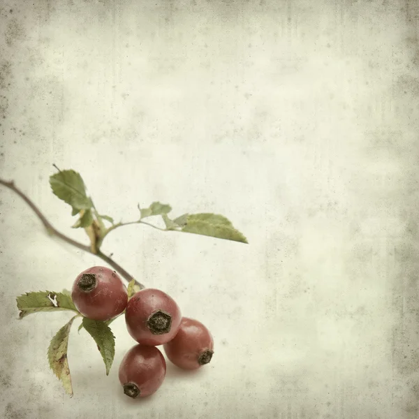 Textured old paper background with autumnal ripe red rosehip fr — Stock Photo, Image