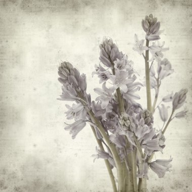 Textured old paper background with bluebells (hyacinthoides) clipart