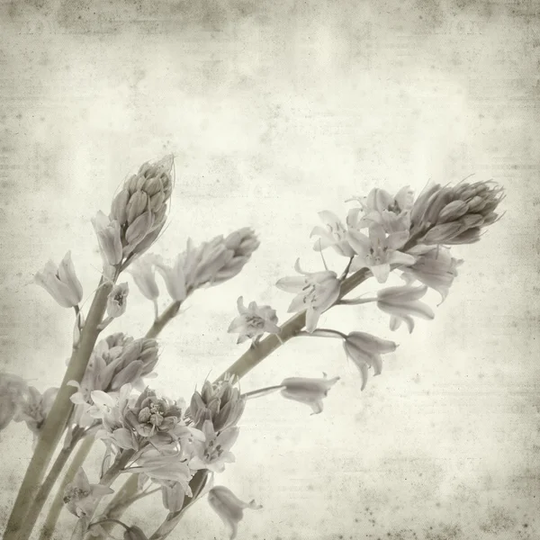 stock image Textured old paper background with bluebells (hyacinthoides)