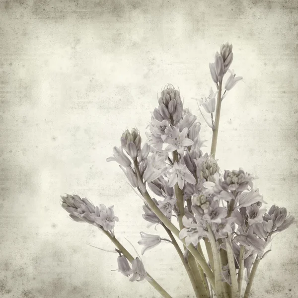 stock image Textured old paper background with bluebells (hyacinthoides)