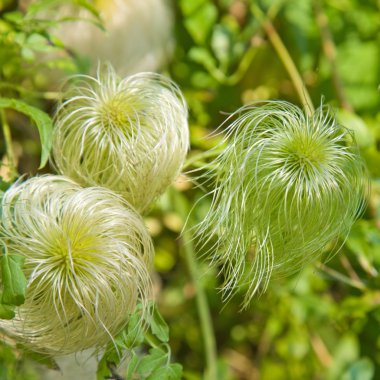 olgunlaşmamış clematis seedheads,