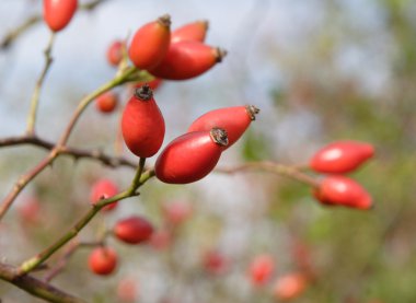 Rose HIPS (köpek rose) şube