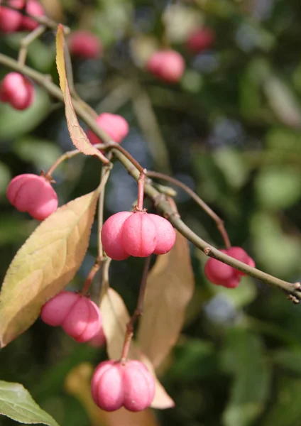 Осенний Euonymus (веретено) растительных ягод — стоковое фото