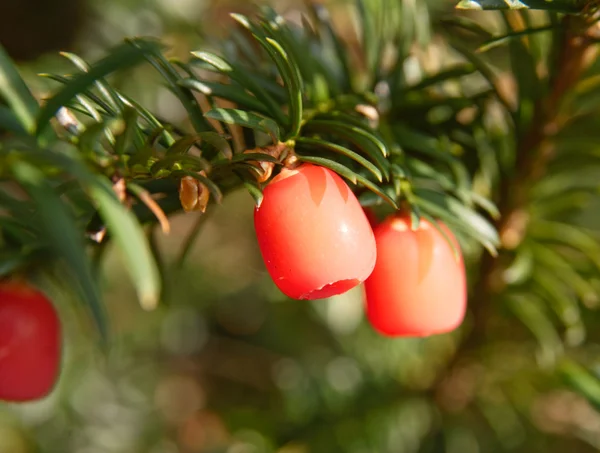 stock image Yew berries