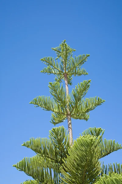 Араукарийское дерево и голубое небо — стоковое фото