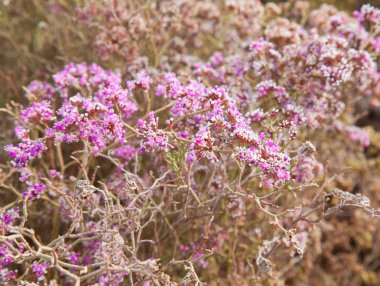 limonium minik çiçekler