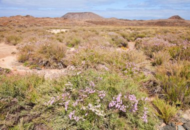 Limonium flowers in the volcanic soil of Isla de Lobos, Canary I clipart