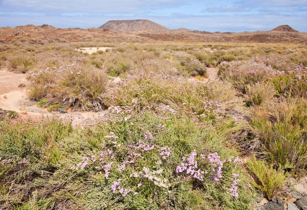 Fleurs de limonium dans le sol volcanique de l'Isla de Lobos, Canaries I — Photo