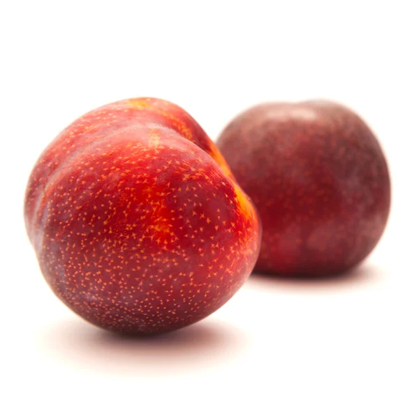 Large red plum isolated on white background — Stock Photo, Image