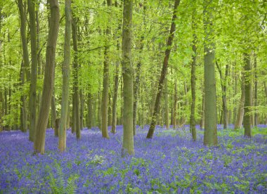 Bluebell ormanı