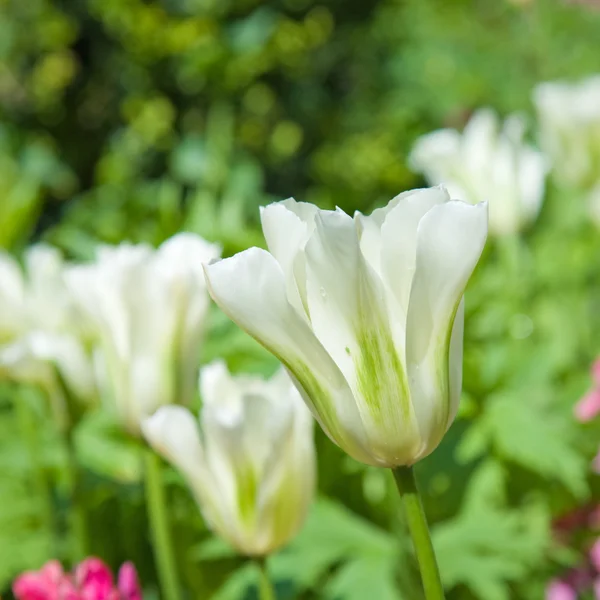 Tulipes blanches sur un lit de fleurs — Photo