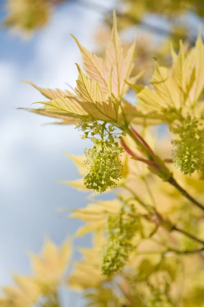 Young maple leaves and flowers, shallow dof — Stock Photo, Image