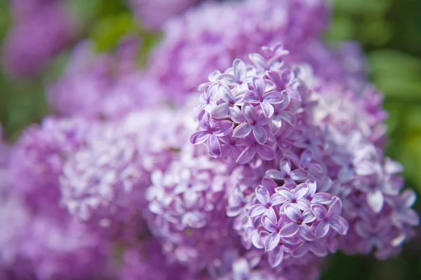 Flowering lilac — Stock Photo, Image