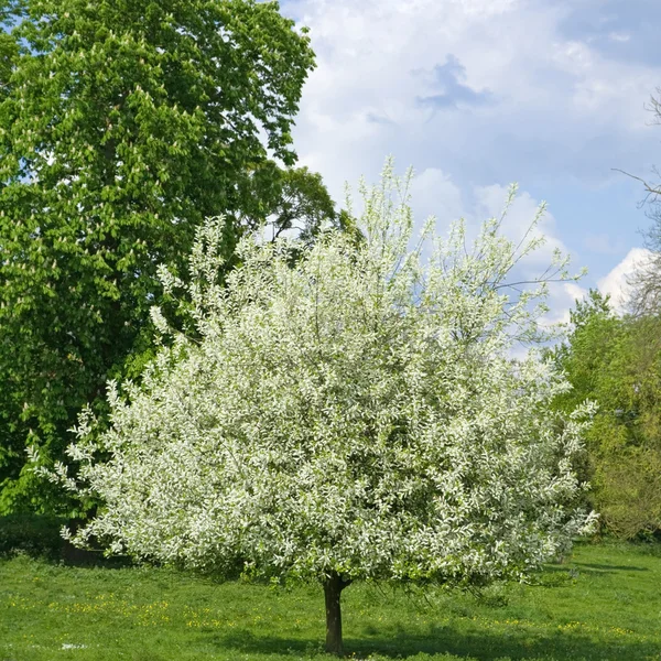 stock image Flowering tree