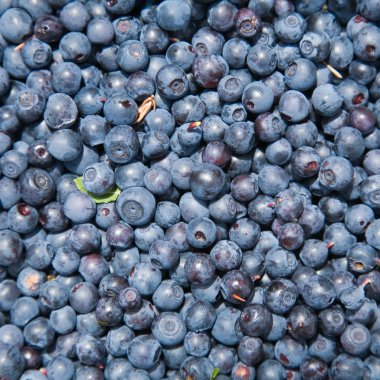 taze kaplarda bilberries aldı