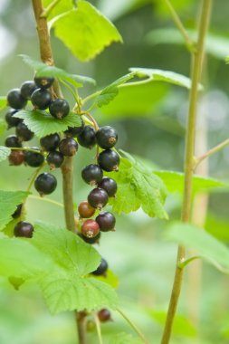 blackcurrants olgunlaşma