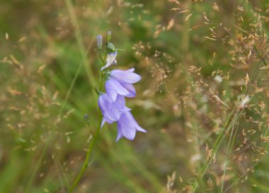 Campanula patula (bellflower)