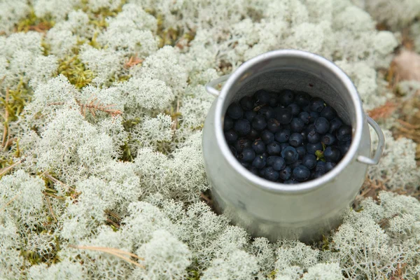 Small cylindrical container with freshly picked bilberries, set — Stock Photo, Image