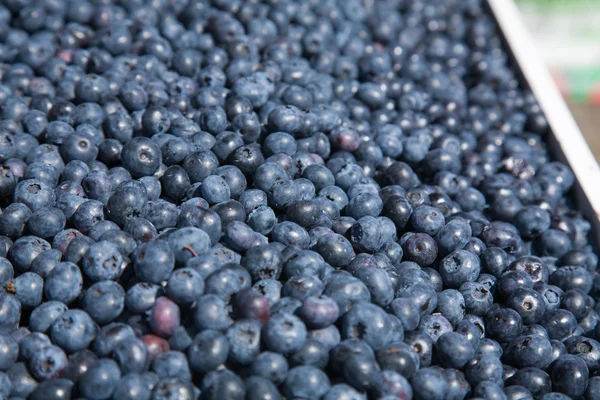 Blueberries fundo, mercado — Fotografia de Stock