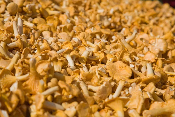 鸡油菌蘑菇背景、 市场 — 图库照片