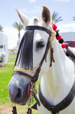 Corralejo, İspanya - 28 Nisan: at nalı are göstermek 