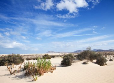 Fuerteventura, Corralejo sand dunes clipart