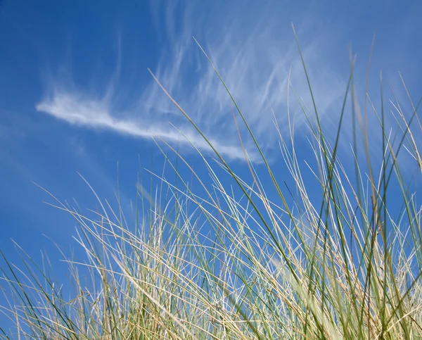 Tło skryba trawy i chmur cirrus — Zdjęcie stockowe