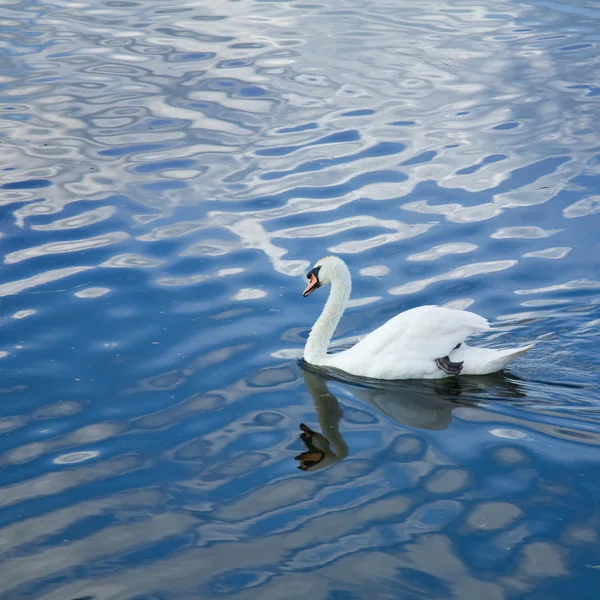 Fondo cuadrado de agua con cisne — Foto de Stock
