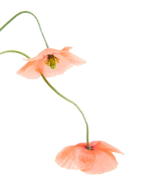 stock image Gentle drooping pink poppies, isolated