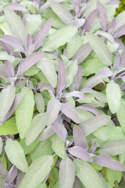 Sage (Salvia officinalis) clipart