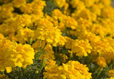 Tagetes (kadife çiçeği)