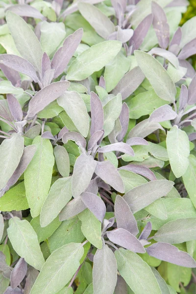 Sage (Salvia officinalis) — Stock Photo, Image