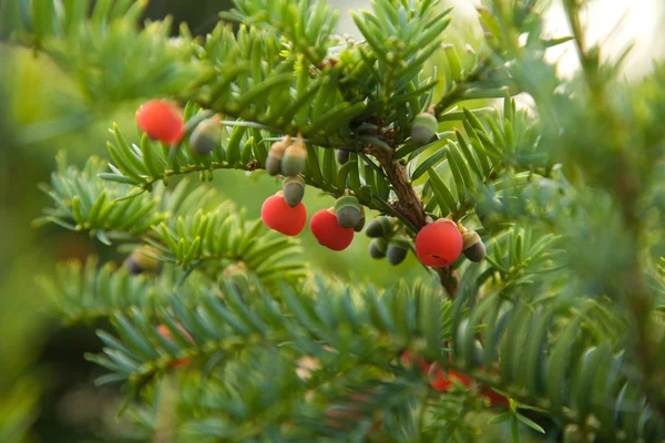 Yew berries macro — Stock Photo, Image