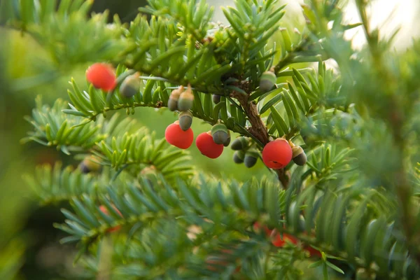 stock image Yew berries macro