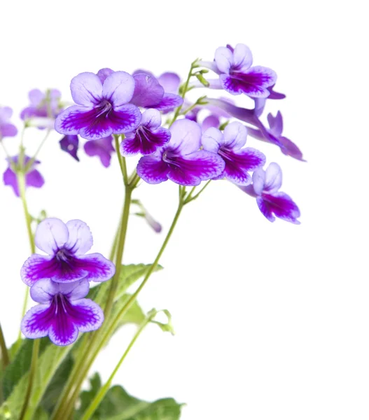 紫色丁香 streptocarpus — 图库照片